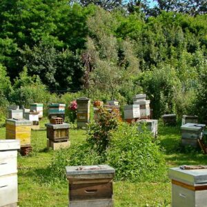 ruche du parc